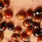 biedronka-azjatycka (Demo)