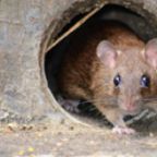 deratyzacja-radom (Demo)