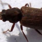 kolatek-domowy (Demo)