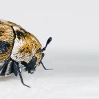 jak-pozbyc-sie-mrzykow-z-mieszkania-domu-skuteczny-sposob-na-mrzyki_68