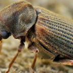 kolatek-domowy-1 (Demo)