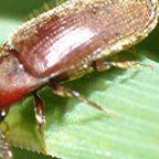 krokwiowiec-pilkorozny (Demo)