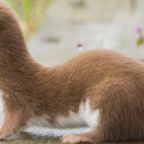 lasica-pospolita (Demo)