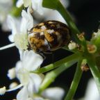 mrzyk-muzealny (Demo)