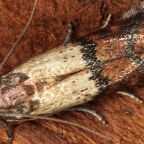 omacnica-spichrzanka (Demo)