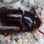 plesniakowiec-lsniacy-1 (Demo)