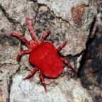 ptaszyniec-kurzy (Demo)