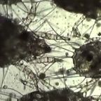 rozkruszek-maczny (Demo)