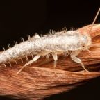 rybik-cukrowy (Demo)