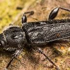 spuszczel-pospolity (Demo)