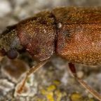 stukacz-swierkowiec (Demo)