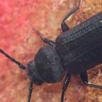 szczapowka-bruzdkowana-1 (Demo)