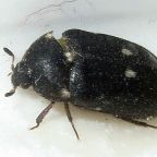 szubak-dwukropek (Demo)