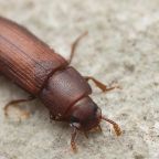 trojszyk-ulec (Demo)