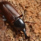 trzen-dlugoryjki (Demo)