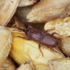 wolek-zbozowy (Demo)