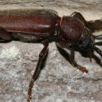 wykarczak-sosonowiec (Demo)