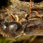 wyschlik-grzebykorozny (Demo)