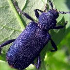 zagwozdzik-fioletowy-1 (Demo)