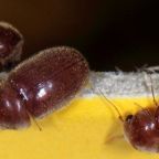 zywiak-chlebowiec (Demo)